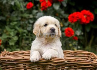 جولدن ريتريفر جرو