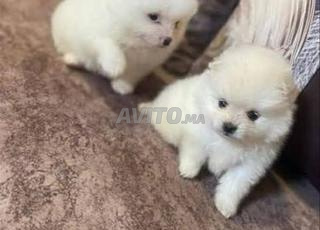 جرو سبيتز بوميرانيان