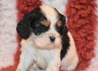 كافالييه كينغ تشارلز