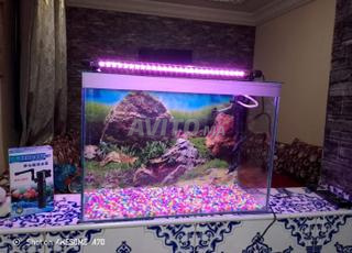 حوض سمك 🐠 حاجة مزيانة مرحبا