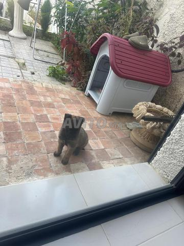 مالينو مع مكان