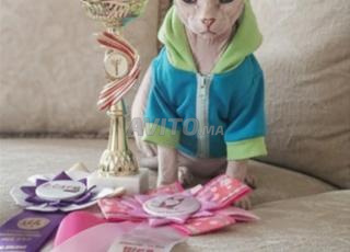 قط سلالة Sphynx