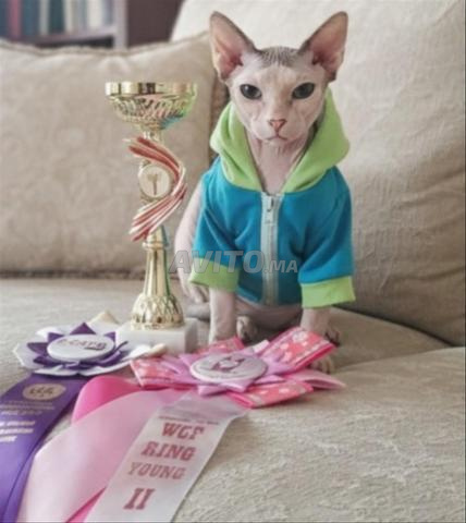 قط سلالة Sphynx