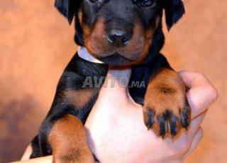 دوبرمان سلالة نقية