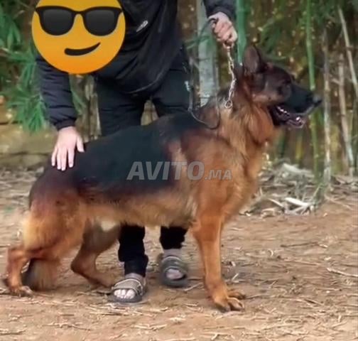 ذكر الراعي الألماني بيديغري مؤكد