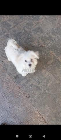 ذكر بيشون مالطي عمره 5 أشهر