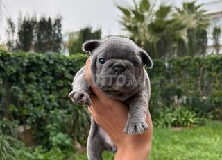 Mâle et femelle bulldog