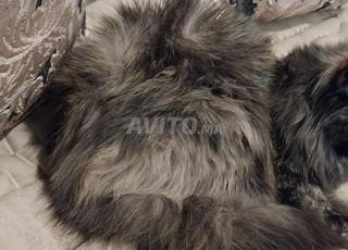 Chat Persan à vendre