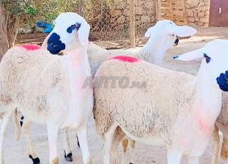 حولية صردية مليحة