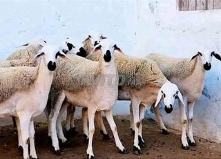 30 brebis Sardi en gestation