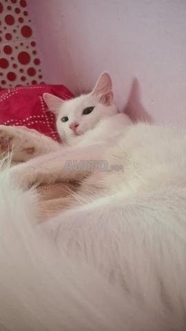 قطة جميلة للتبني une chat