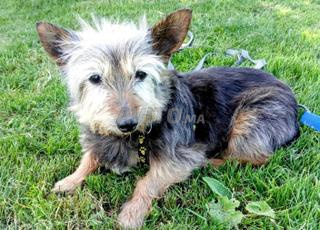 Chiot Yorkshire âgé de 6 mois