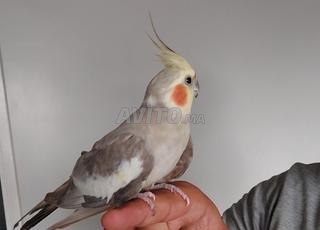 Calopsite zwijat oiseau