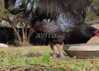 Mâles de race Australorp noir