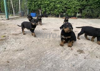chien rott a vendre 60 jours a fes
