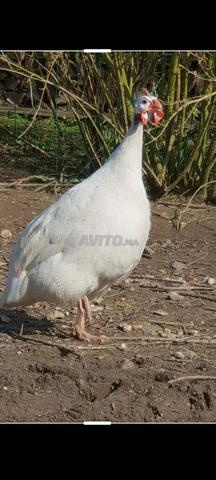 دجاج غيني أبيض
