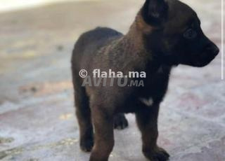 Malinwa charbonne bon chien