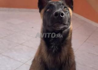 Un chien malinois