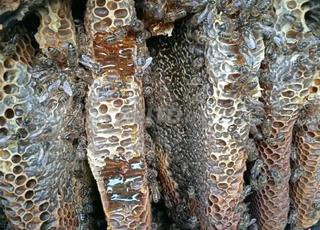 عسل حر طبيعي