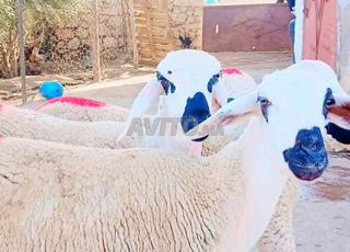 35 Hawlia Sardia Mliha