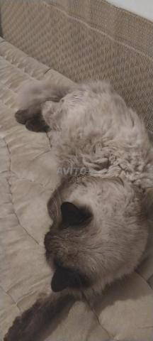 قط همالايا ذكر للبيع