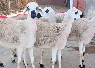 Salam alaykoum, j'ai 30 brebis Sardi à vendre