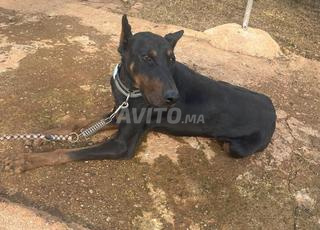 Doberman male à vendre