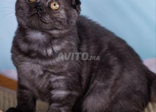 سكوتش فولد سموك