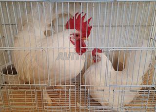 كوبل دجاج ناكازاكي وكتكوت سبيرايت