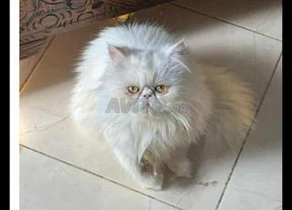 أنثى فارسية