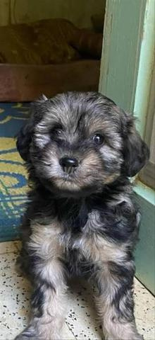 جرو بيشون هافانيز