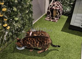 Magnifique couple Bengal