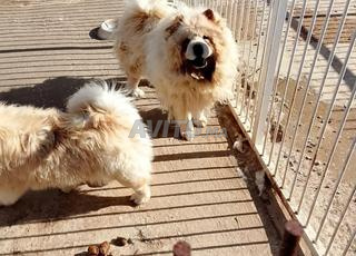 هنالك عدة انواع ،