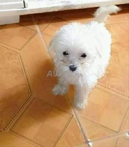 جرو بيشون مالطي أبيض