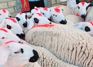 Annuelle Sardiyeh Mliha Darra