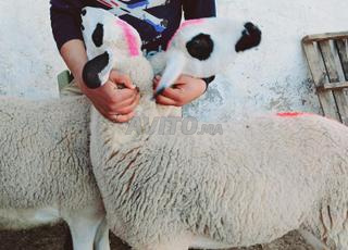 Annuelle Sardiyeh Mliha Dhara à vendre