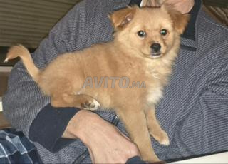 Chiots calmes et affectueux