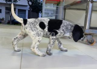 Pointer allemand