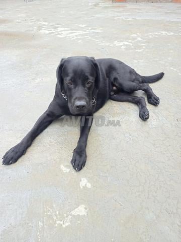 كلب ذكر لابرادور
