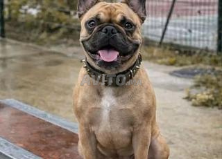 زوج بولدوج فرنسي