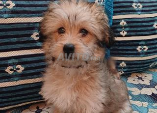 chiot bichon mâle avec accessoires à vendre