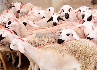 Annuelle Sardiyeh Mliha Dhara