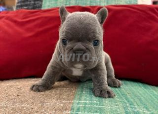 ذكر وأنثى بلدغ أزرق