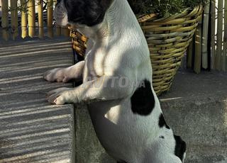 🐶 Chiots Bouledogue Français à vendre