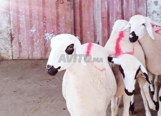 حولية صردية مليحة ضارة