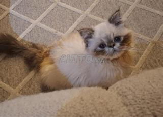 Chaton Persan Himalayenne