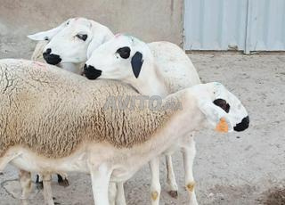 حولية صردية مليحة ضارة واللمليح