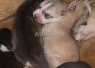 جراوي هاسكي بيور