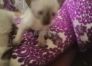 للبيع قطة سلالة