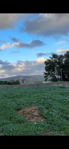 Aïn Zitoune / Had El Gharbia / Tanger - 2